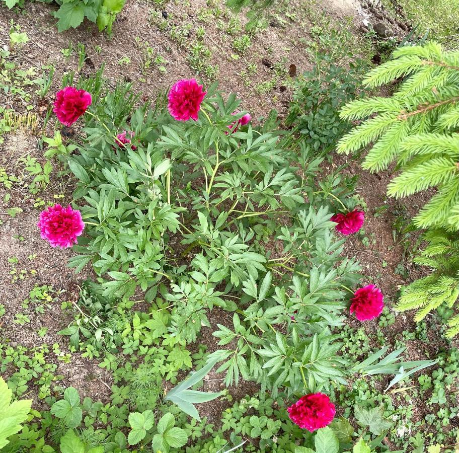 Freiblick 1 Bad Glbg m. Whirlpool u. Garten_Top1 Bad Gleichenberg Exterior foto